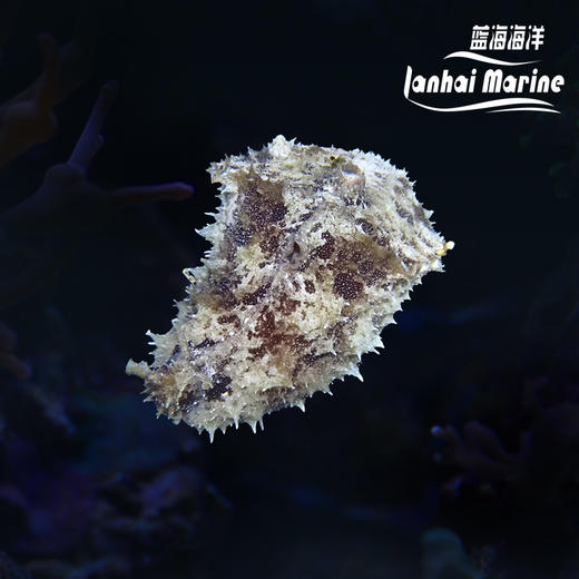 食苔海猪 商品图0