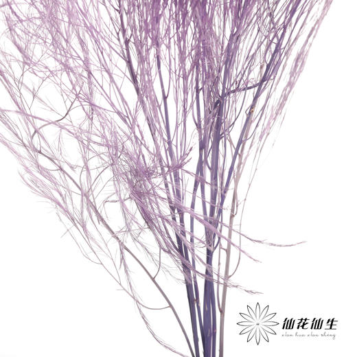 永生花材 ｜ 石草莫奈紫 商品图1