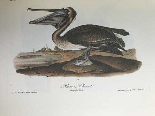 奥杜邦鸟类与哺乳动物图集 655页彩色插图 精装大16开 商品图11