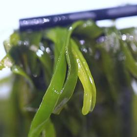 霞浦烘干压缩海带丝 圆饼独立包装 凉拌煲汤的佳品22g/一片