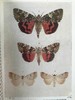 约20世纪早期 不列颠群岛蛾类图鉴（全2卷） 1543幅彩色插图与大量黑白插图 漆布精装64开 商品缩略图10