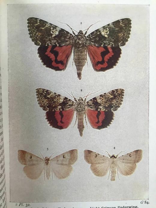 约20世纪早期 不列颠群岛蛾类图鉴（全2卷） 1543幅彩色插图与大量黑白插图 漆布精装64开 商品图10