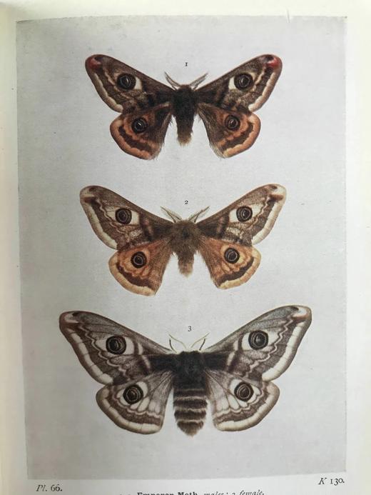 约20世纪早期 不列颠群岛蛾类图鉴（全2卷） 1543幅彩色插图与大量黑白插图 漆布精装64开 商品图5