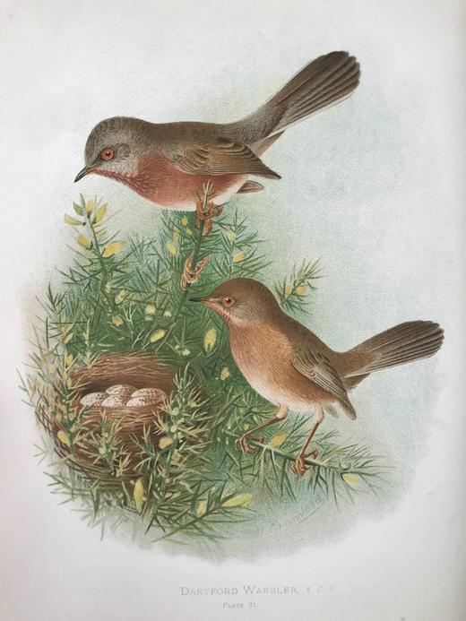 29.5*23.5cm！约20世纪早期 大不列颠与爱尔兰鸟类图鉴（全2卷） 115幅彩色插图 漆布精装大16开 商品图4