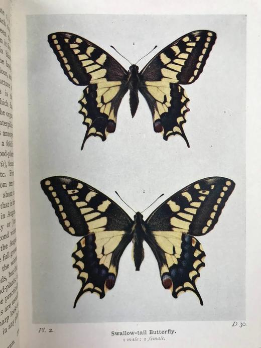 约20世纪早期 不列颠群岛蝶类图鉴 450幅彩色插图与大量黑白插图 漆布精装64开 商品图4