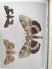 约20世纪早期 不列颠群岛蛾类图鉴（全2卷） 1543幅彩色插图与大量黑白插图 漆布精装64开 商品缩略图12
