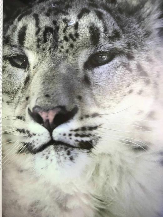 奥杜邦协会猫科动物图集 163幅彩色插图 精装大16开 商品图6