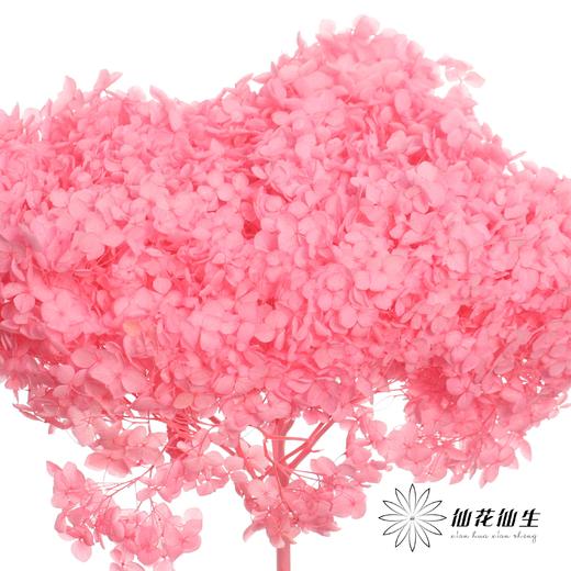 永生绣球 | 樱花粉 商品图1