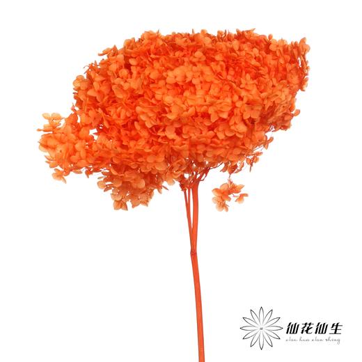 永生绣球 | 三文鱼橙 商品图3