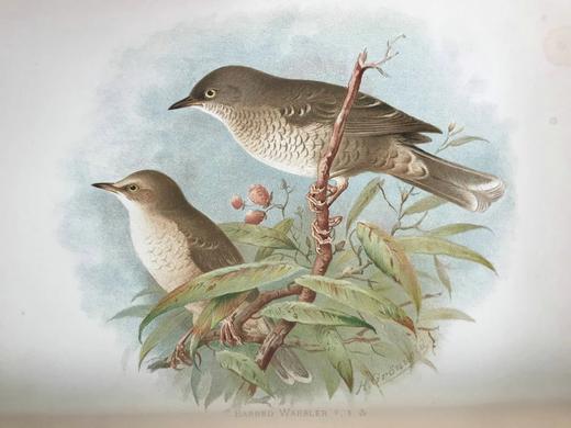 29.5*23.5cm！约20世纪早期 大不列颠与爱尔兰鸟类图鉴（全2卷） 115幅彩色插图 漆布精装大16开 商品图5