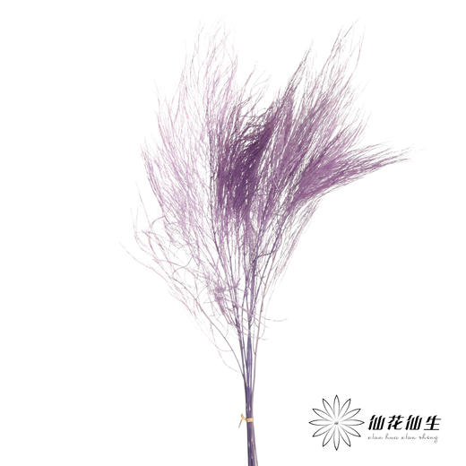永生花材 ｜ 石草莫奈紫 商品图0