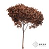 永生绣球 | 咖啡色 商品缩略图1
