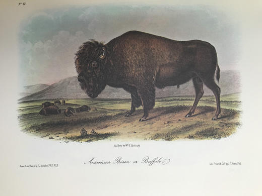 奥杜邦鸟类与哺乳动物图集 655页彩色插图 精装大16开 商品图8