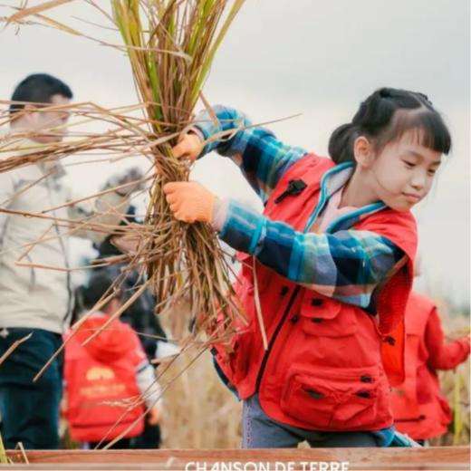 【大邑稻乡渔歌·VIP最高减30元】如画稻乡，邀您打卡丰收田园！188元起邀你体验水稻收割、稻田摸鱼、稻草人DIY、等丰富活动！庆丰收、促和美~ 商品图2