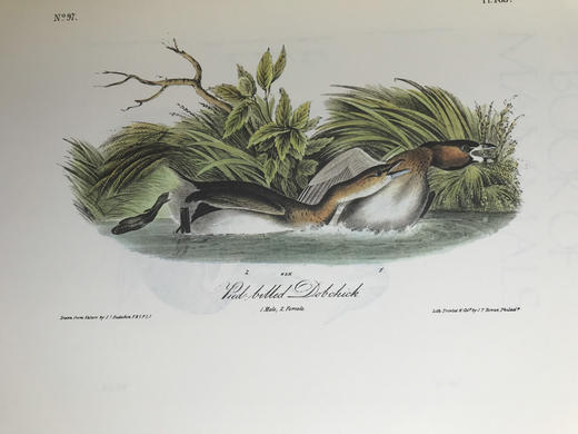 奥杜邦鸟类与哺乳动物图集 655页彩色插图 精装大16开 商品图9