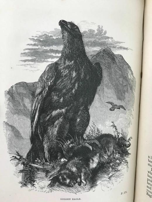 1864年 伍德自然史 480幅版画插图 全真皮精装36开 商品图6