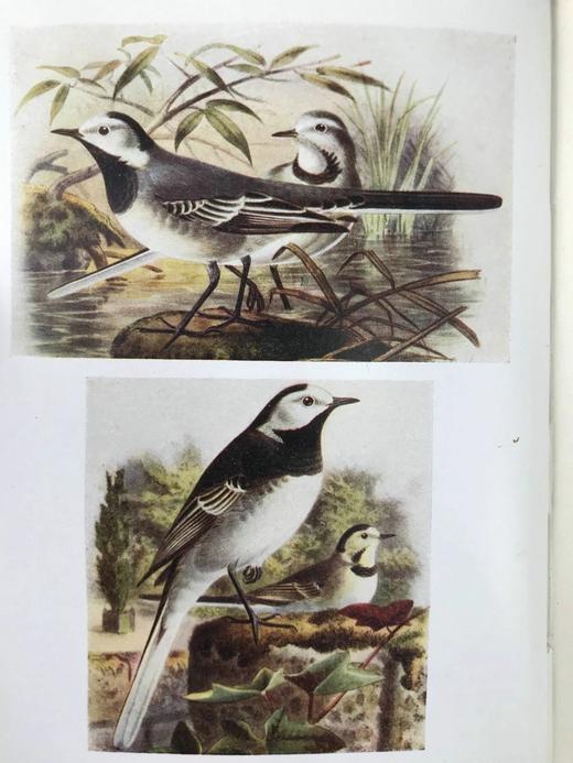 1921年 不列颠群岛鸟类与鸟卵图鉴（全2卷） 455幅彩色插图与大量黑白插图 漆布精装64开 商品图12