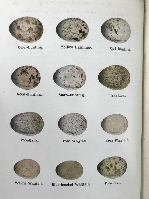 1921年 不列颠群岛鸟类与鸟卵图鉴（全2卷） 455幅彩色插图与大量黑白插图 漆布精装64开 商品图14