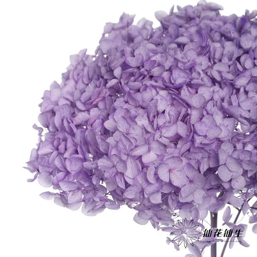 永生绣球 | 香芋紫 商品图2