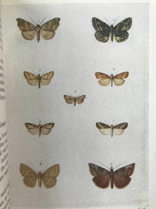 约20世纪早期 不列颠群岛蛾类图鉴（全2卷） 1543幅彩色插图与大量黑白插图 漆布精装64开 商品图9