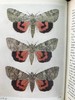 约20世纪早期 不列颠群岛蛾类图鉴（全2卷） 1543幅彩色插图与大量黑白插图 漆布精装64开 商品缩略图11