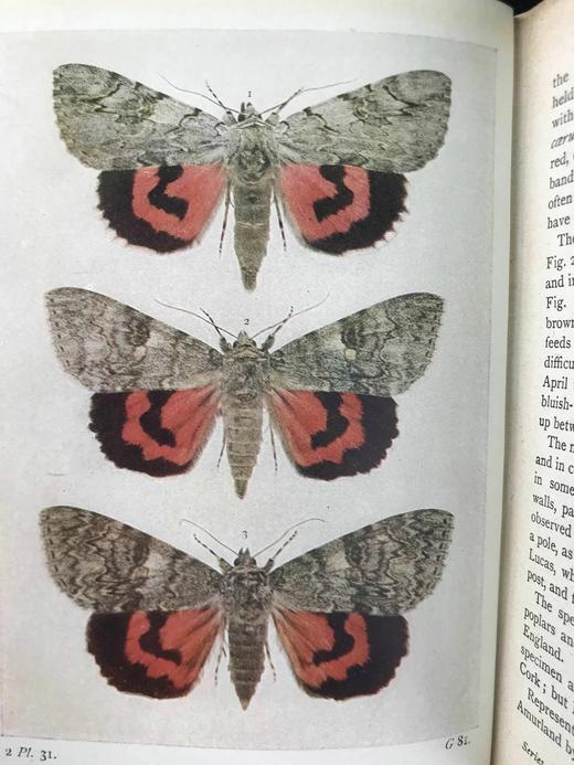约20世纪早期 不列颠群岛蛾类图鉴（全2卷） 1543幅彩色插图与大量黑白插图 漆布精装64开 商品图11