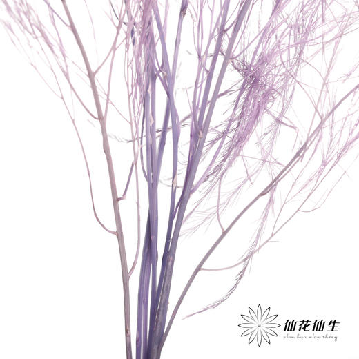 永生花材 ｜ 石草莫奈紫 商品图5