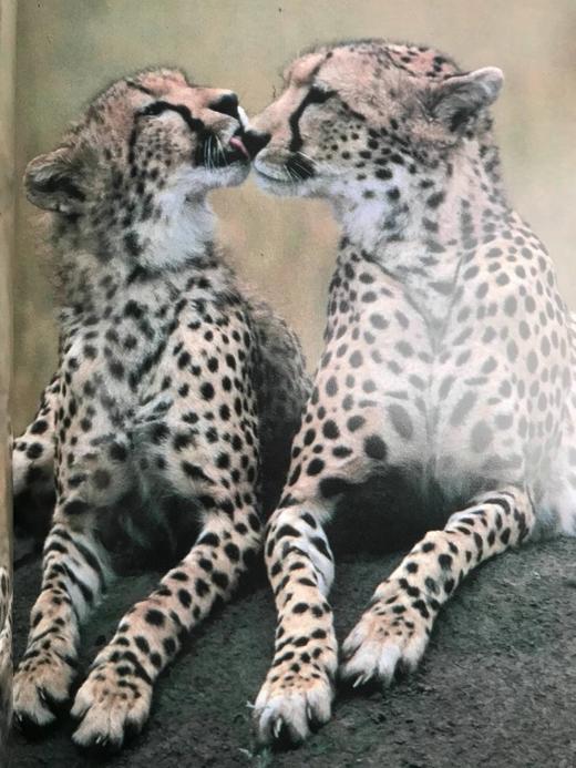 奥杜邦协会猫科动物图集 163幅彩色插图 精装大16开 商品图9