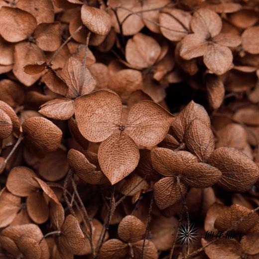 永生绣球 | 咖啡色 商品图2