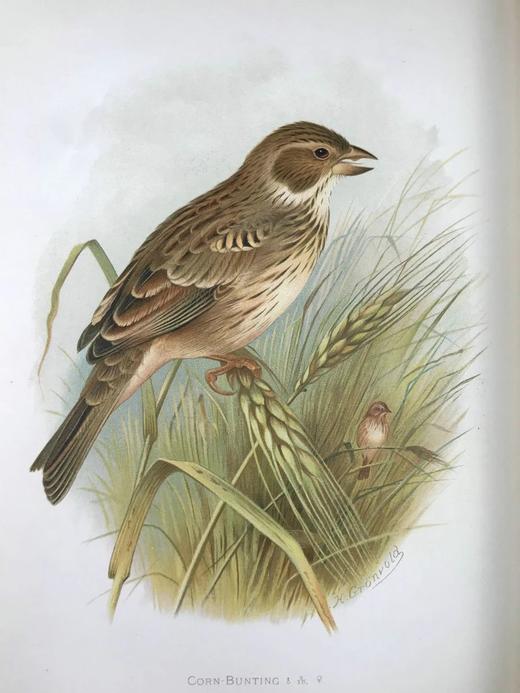 29.5*23.5cm！约20世纪早期 大不列颠与爱尔兰鸟类图鉴（全2卷） 115幅彩色插图 漆布精装大16开 商品图12