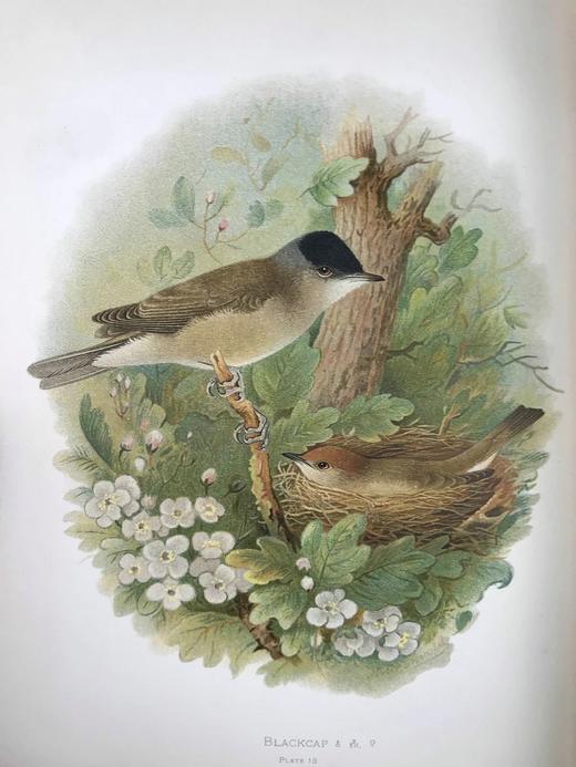 29.5*23.5cm！约20世纪早期 大不列颠与爱尔兰鸟类图鉴（全2卷） 115幅彩色插图 漆布精装大16开 商品图7