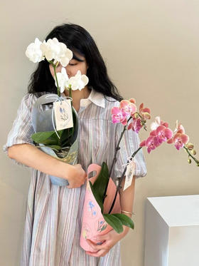 精致蝴蝶兰（无备注款式随机配送）