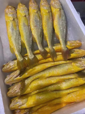 & 海里的“黄金鱼”黄花鱼🐟，超鲜嫩口感，最佳人气海鱼！活冻