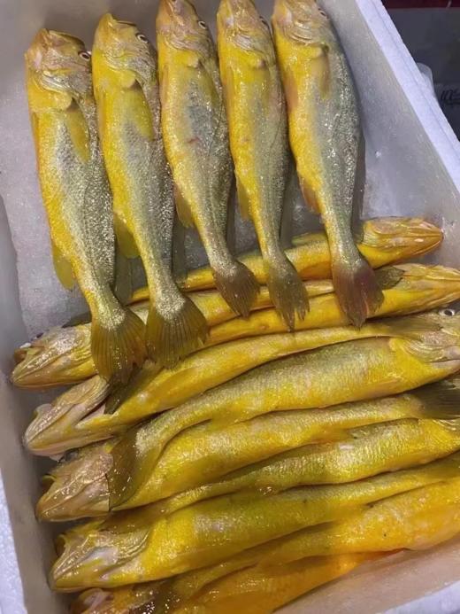 & 海里的“黄金鱼”黄花鱼🐟，超鲜嫩口感，最佳人气海鱼！活冻 商品图0