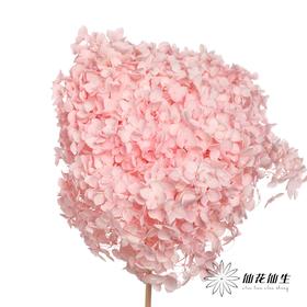 永生绣球 | 托斯纳卡粉