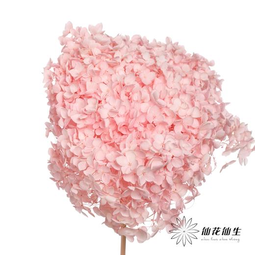 永生绣球 | 托斯纳卡粉 商品图0