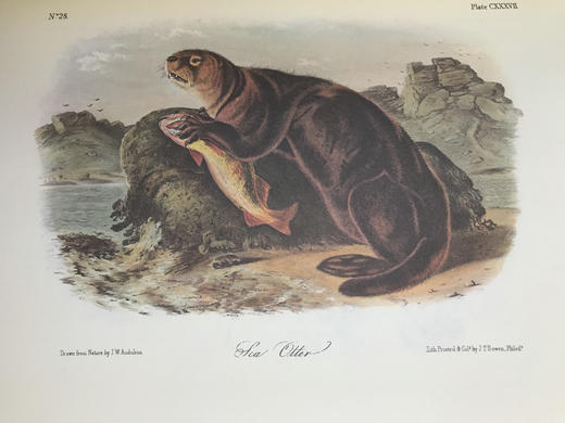 奥杜邦鸟类与哺乳动物图集 655页彩色插图 精装大16开 商品图7