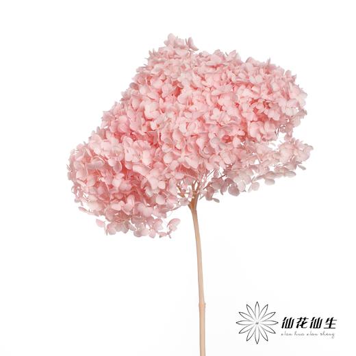 永生绣球 | 托斯纳卡粉 商品图2