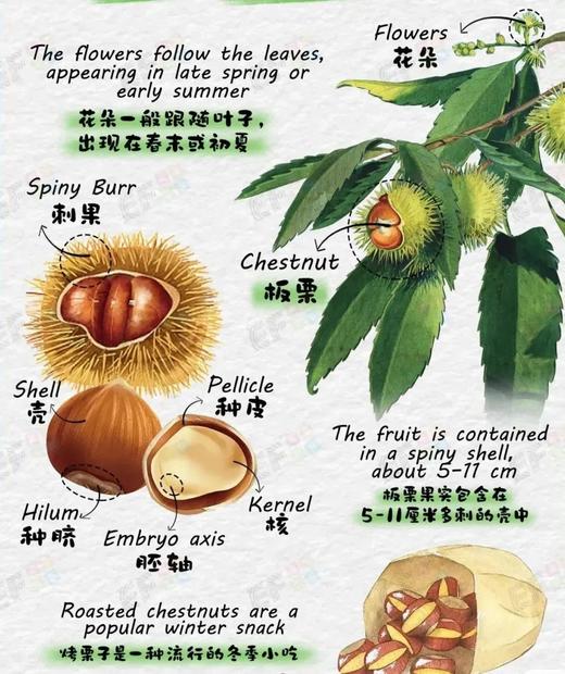 【智行研学】明州书城9月16日“美‘栗’之约”活动 商品图1