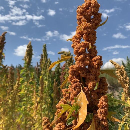 潘大嘴藜麦 （USDA认证） 商品图4