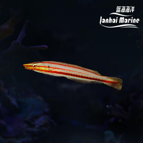 红间铅笔龙