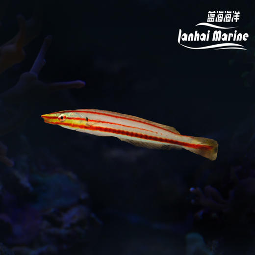 红间铅笔龙 商品图0
