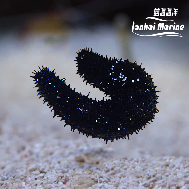 翻砂黑海参