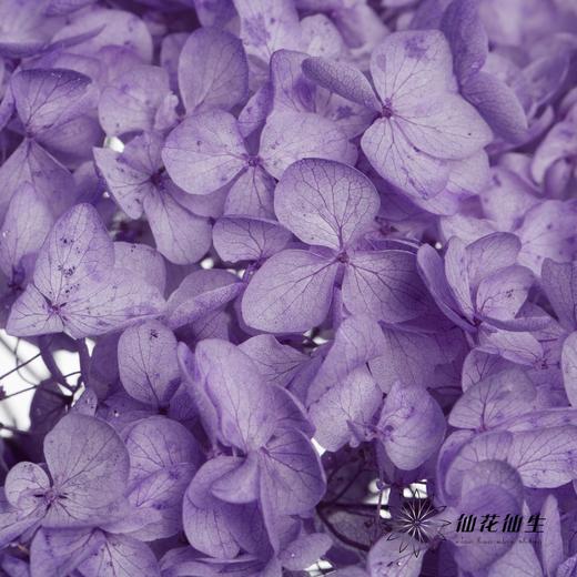 永生绣球 | 香芋紫 商品图1