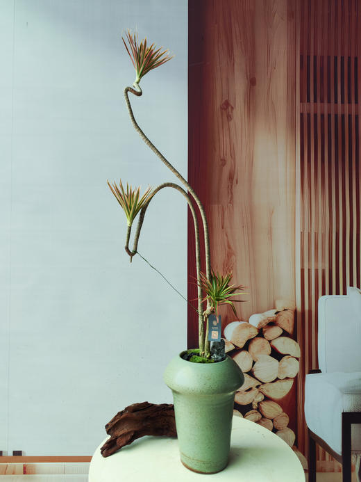 千年木 商品图0