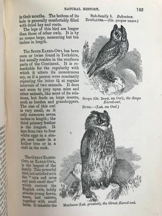 1864年 伍德自然史 480幅版画插图 全真皮精装36开 商品图11
