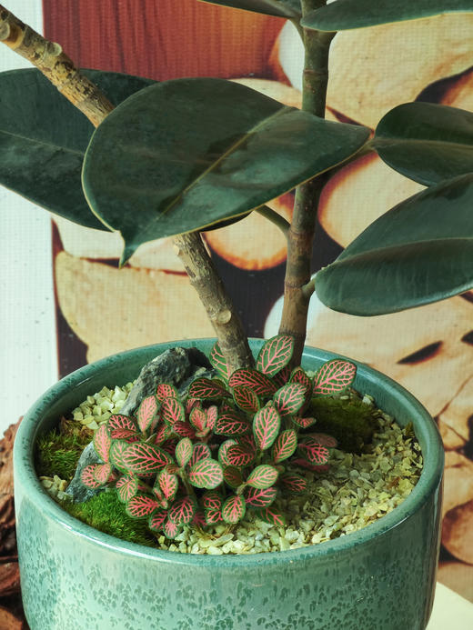 造型黑金刚 商品图1