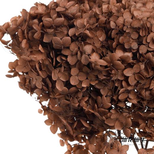 永生绣球 | 咖啡色 商品图3