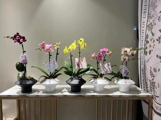精致蝴蝶兰（无备注款式随机配送） 商品图2