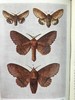约20世纪早期 不列颠群岛蛾类图鉴（全2卷） 1543幅彩色插图与大量黑白插图 漆布精装64开 商品缩略图6